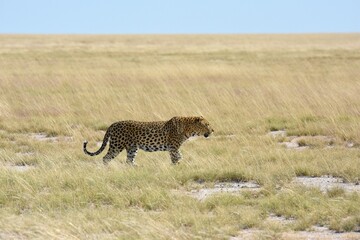 Leopard (panthera pardus) im Etoscha Nationalpark in Namibia