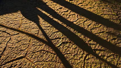 Dramatic long shadows cast intricate patterns on a sun-baked, cracked earth surface, revealing the detailed texture of a parched landscape and the powerful contrast of light