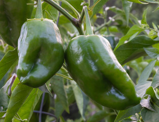 Two poblano peppers almost large enough to harvest