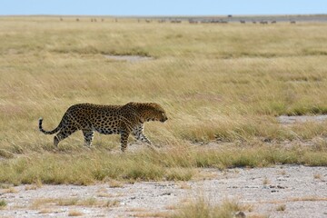 Leopard (panthera pardus) im Etoscha Nationalpark in Namibia