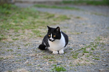 ハチワレの子猫