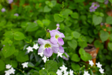White and purple petals of a Creeping Foxglove flower on a green stem in a summer garden