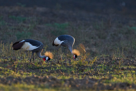 Grey Crowned Crane (Balearica regulorum) in grassland in South Luangwa National Park, Zambia