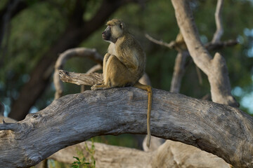 Obraz premium Yellow Baboon (Papio cynocephalus) sitting in a tree in South Luangwa National Park, Zambia