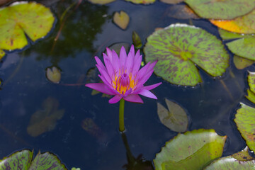Purple Nymphaea water lily bud with yellow center on round green leaves in a pond