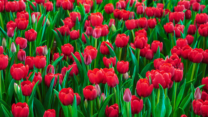 field of blooming red tulips flowers in garden in spring. Beautiful natural floral background