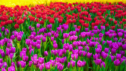 field of blooming multicolored tulip flowers in garden in spring. Beautiful vivid bright floral background