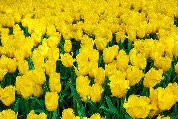 Yellow tulip flowers blooming on field in spring. Beautiful natural floral background