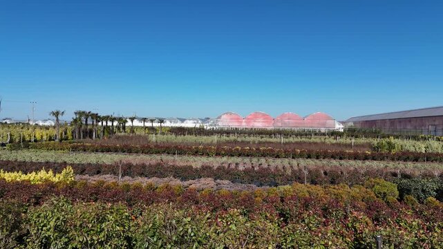 Drone footage of cultivated crops growing in a plant nursery, captured from an angled aerial perspective. Lush green plants arranged in organized rows within an agricultural environment. Suitable for 