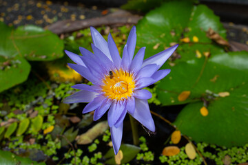 Purple open bud of Nymphaea caerulea in bloom with an insect resembling a bee on a yellow inflorescence against the backdrop of duckweed in a pond