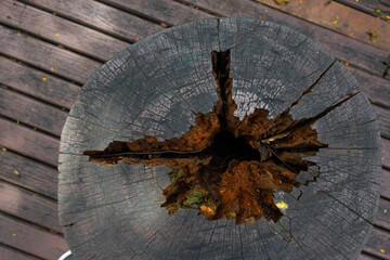 Cracks in wood, aged wood texture on the round surface of a log cut 