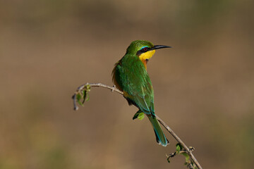 Little Bee-eater (Merops pusillus) perched on a twig hunting insects in South Luangwa National Park, Zambia