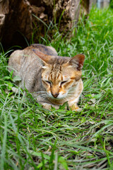 Cat with Tabby Point fur lying on green grass in a park with its head raised