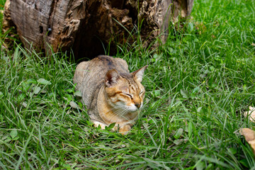 Obraz premium Thai street cat with tabby point coloring and stripes lying with its eyes closed on green grass