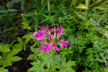A bush with green leaves and pink flowers Cherry Queen Spider Flower, macro shot