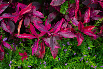 Flowering Alternanthera reineckii bush with burgundy-black leaves, macro photograph