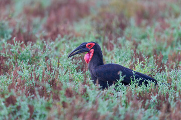 Southern Ground-Hornbill (Bucorvus leadbeateri) foraging for food in South Luangwa National Park, Zambia © JeremyRichards
