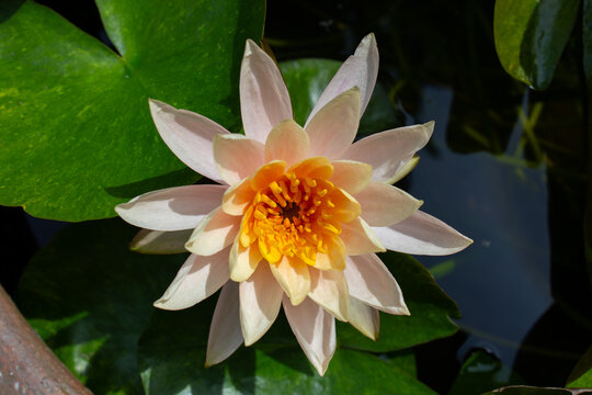 Nymphaea marliacea albida white water lily cream-colored flower head with orange center on round green leaves