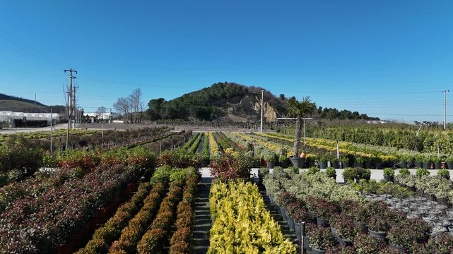Top view aerial footage of cultivated crops growing in organized agricultural fields. Green farmland landscape representing agriculture, food production, sustainability, farming activity, and rural en