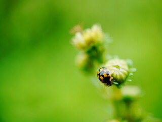 A small lady bug on a small flower with a green background