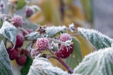 frozen raspberries on the bush
