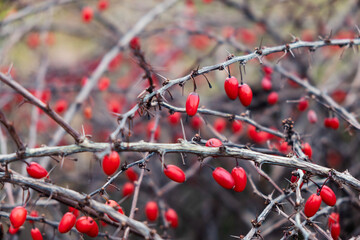 red barberries on branch