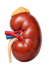 Realistic 3D Human Kidney with Adrenal Gland