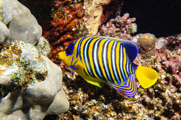 Pfauen-Kaiserfisch (Pygoplites diacanthus)