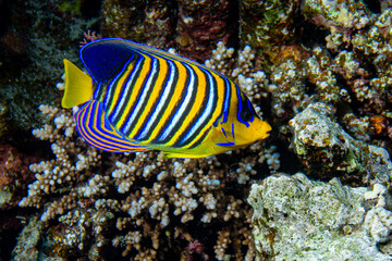 Pfauen-Kaiserfisch (Pygoplites diacanthus)