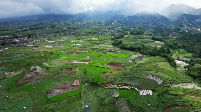 Stunning aerial drone footage of a large terrace agricultural field in Indonesia, with many small plots of different vegetables in a fogy mountain atmosphere, on the slope of Sindoro volcano