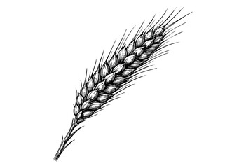 Fototapeta premium A detailed black and white sketch of a single wheat ear on a plain white background, illustrating a farm crop and its natural texture.