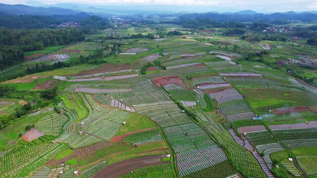 Aerial drone footage of a large agricultural plain in Indonesia, with many small plots of different vegetables in a fogy mountain atmosphere
