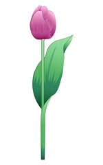 Colored vector tulip with gradient fill isolated on white background