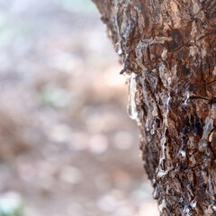 Mastic gum tear on the mastic tree branch closeup. Chios lentiscus cultivation and mastiha resin drop
