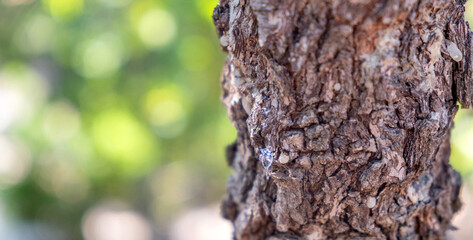 Mastic gum tear on the mastic tree branch closeup. Chios lentiscus cultivation and mastiha resin drop