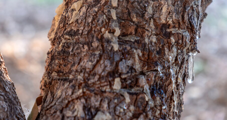 Mastic gum tear on the mastic tree branch closeup. Chios lentiscus cultivation and mastiha resin drop