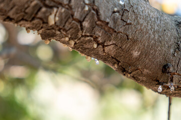 Mastic gum tear on the mastic tree branch closeup. Chios lentiscus cultivation and mastiha resin drop