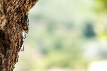 Mastic gum tear on the mastic tree branch closeup. Chios lentiscus cultivation and mastiha resin drop