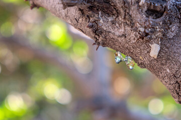 Mastic gum tear on the mastic tree branch closeup. Chios lentiscus cultivation and mastiha resin drop