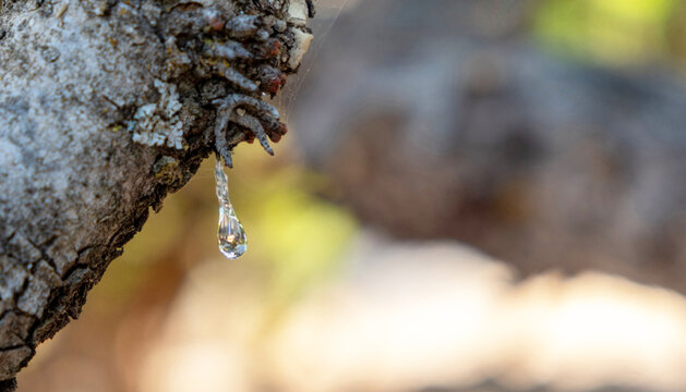 Mastic gum tear on the mastic tree branch closeup. Chios lentiscus cultivation and mastiha resin drop