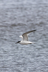 Sandwich Tern (Thalasseus sandvicensis) - Found on coasts and islands across Europe and Africa