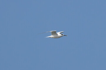 Fototapeta premium Sandwich Tern (Thalasseus sandvicensis) - Found on coasts and islands across Europe and Africa