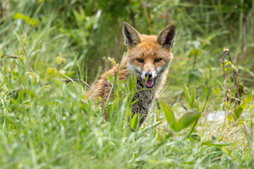 Fototapeta premium Red Fox (Vulpes vulpes) - Found in diverse habitats including forests and urban areas worldwide