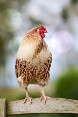 A plump, brown and white chicken stands perched on a rustic wooden fence against a soft, blurred natural background with bokeh lights. Its vibrant red comb adds a pop of color to the farm scene.