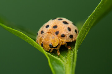 Obraz premium ladybug on leaf