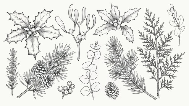 Collection of botanical winter greenery leaves and berries vector sketch