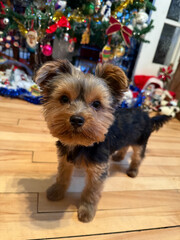 Un adorable chiot Yorkshire terrier se d&eacute;tache sur le fond d'un sapin de No&euml;l.