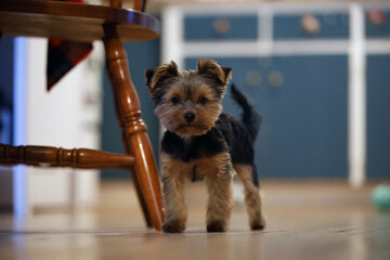 Chiot Yorkshire Terrier sur un parquet. Portrait d'un chiot Yorkshire Terrier &agrave; l'int&eacute;rieur d'une maison.