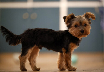 Chiot Yorkshire Terrier sur un parquet. Portrait d'un chiot Yorkshire Terrier &agrave; l'int&eacute;rieur d'une maison.