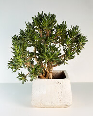 A small, lush green succulent plant in a textured square pot. Its unique, tree-like form and vibrant foliage stand out against a minimalist light background, perfect for modern decor.